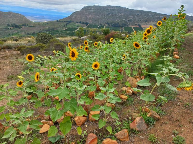 4 Bedroom Property for Sale in Piketberg Rural Western Cape